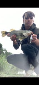 Largemouth Bass