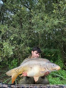 Common Carp