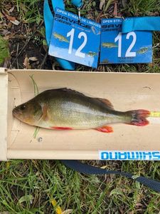European Perch
