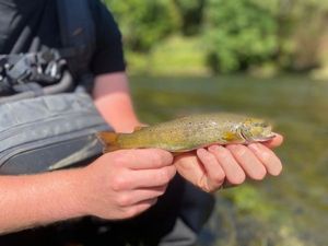 Brown Trout
