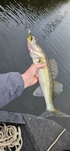 Zander