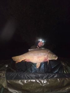 Mirror Carp