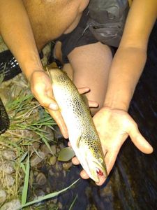 Brown Trout