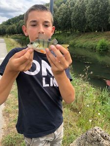 European Perch