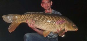 Common Carp