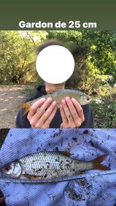 Roach