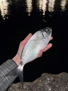 Saddled Seabream