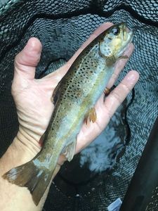 Brown Trout