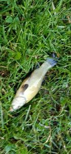 Tench