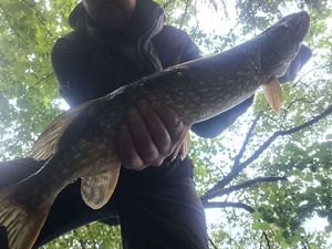Northern Pike