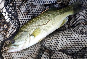 Largemouth Bass