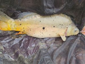 Mirror Carp