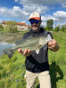 Largemouth Bass