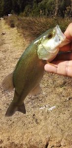Largemouth Bass