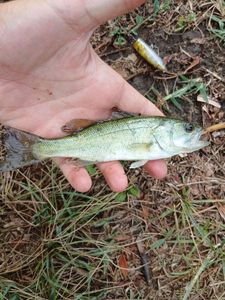 Largemouth Bass