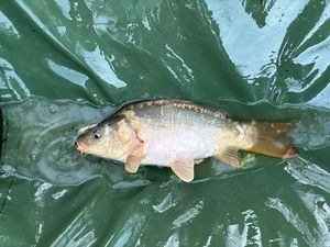 Mirror Carp
