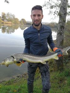 Sturgeon