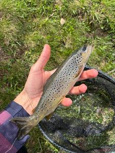 Brown Trout