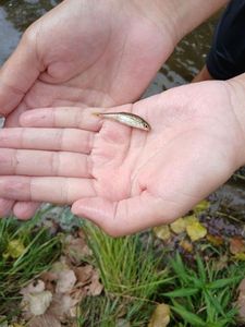 Gudgeon
