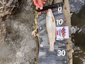 Brown Trout