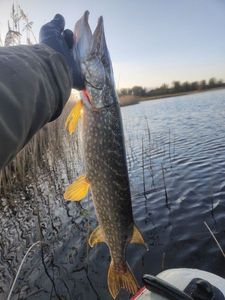 Northern Pike