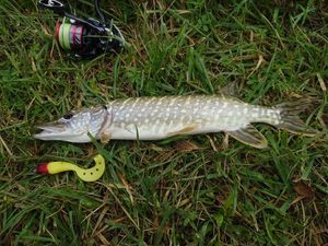Northern Pike