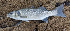 European Bass (Seabass)