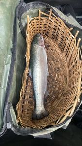 Rainbow Trout