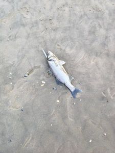 European Bass (Seabass)