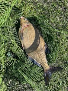 Common Bream