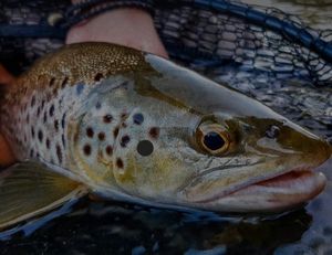 Brown Trout