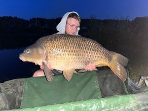 Common Carp