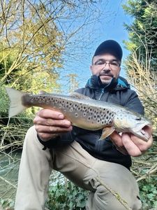 Brown Trout