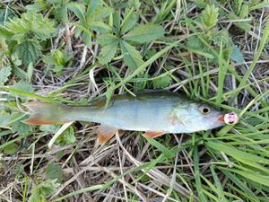 European Perch
