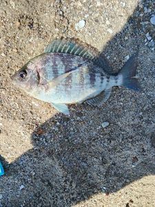 Black Seabream