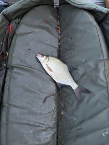 Common Bream