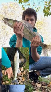 Zander