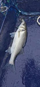 European Bass (Seabass)