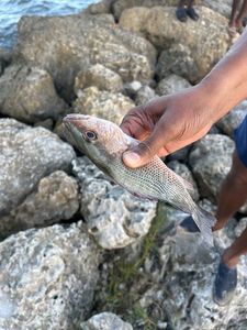 Grey Snapper