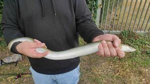 European Eel (Common Eel)