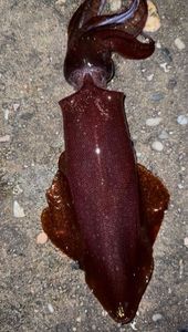 European Squid