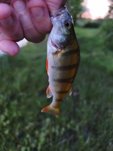 European Perch