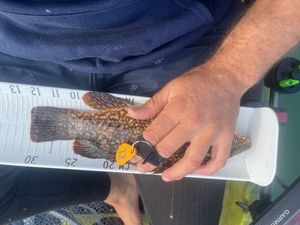Ballan Wrasse