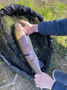 Rainbow Trout