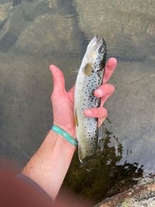 Brown Trout