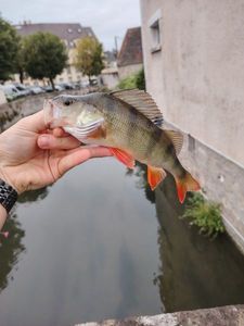 European Perch