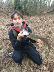 Northern Pike