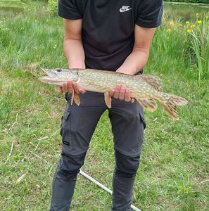 Northern Pike