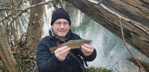 Brown Trout