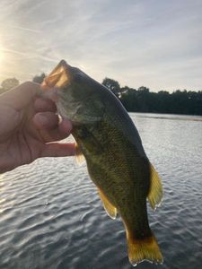 Largemouth Bass